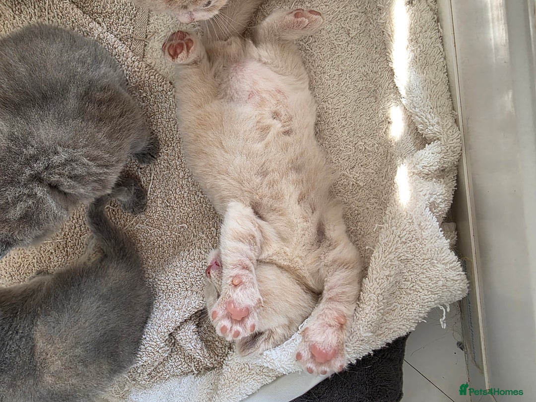British Shorthair cats for sale: British Shorthairs Stunning Litter - Image 8