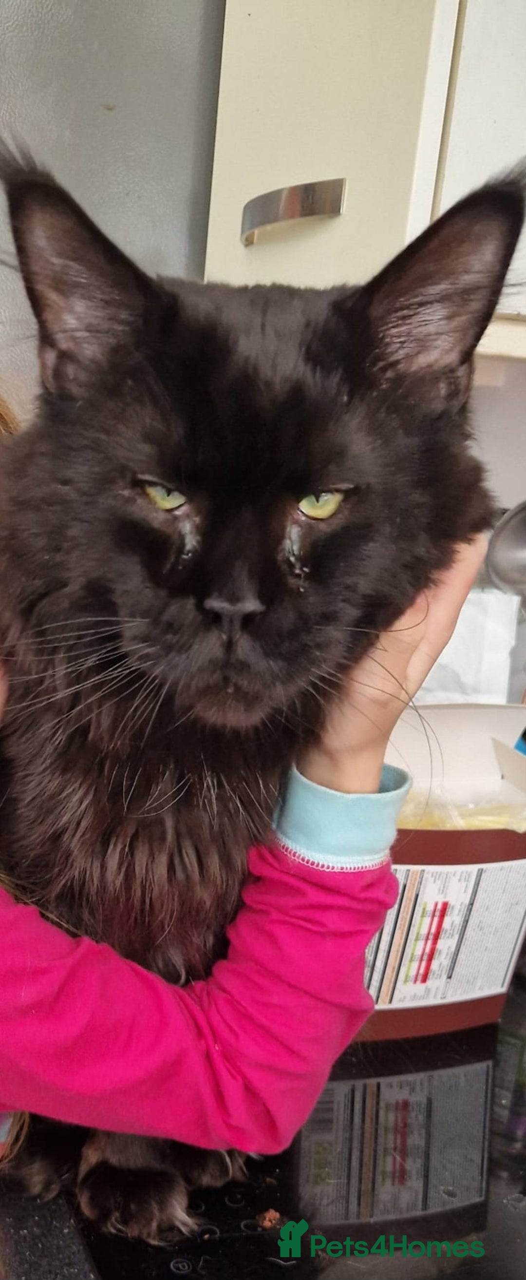 Maine Coon cats for sale: Maine coon kittens born 20 December 2025 - Advert 2