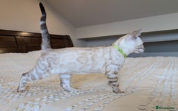 Bengal cats for sale: 🤍🖤🩶 Bengal Kittens 🩶🖤🤍 in Barnoldswick - Image 27