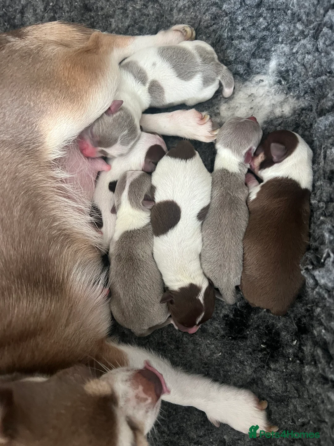 Chihuahua dogs for sale: 🐾GORGEOUS CHIHUAHUA PUPPIES READY TO RESERVE NOW - Advert 2