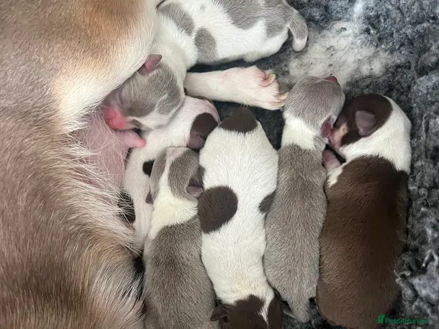 Chihuahua dogs for sale: 🐾GORGEOUS CHIHUAHUA PUPPIES READY TO RESERVE NOW - Advert 2
