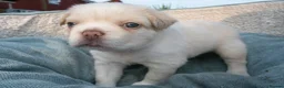 French Bulldog dogs for sale: RARE FLUFFY FRENCH BULLDOGS | 5KC REG | DNA CERT - Advert 3