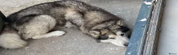 Alaskan Malamute dogs for stud: STUD ONLY Alaskan Malamute - Advert 4