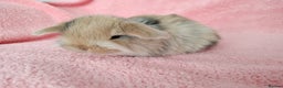 Mini Lop rabbits for sale: Baby mini lops for sale  - Advert 3