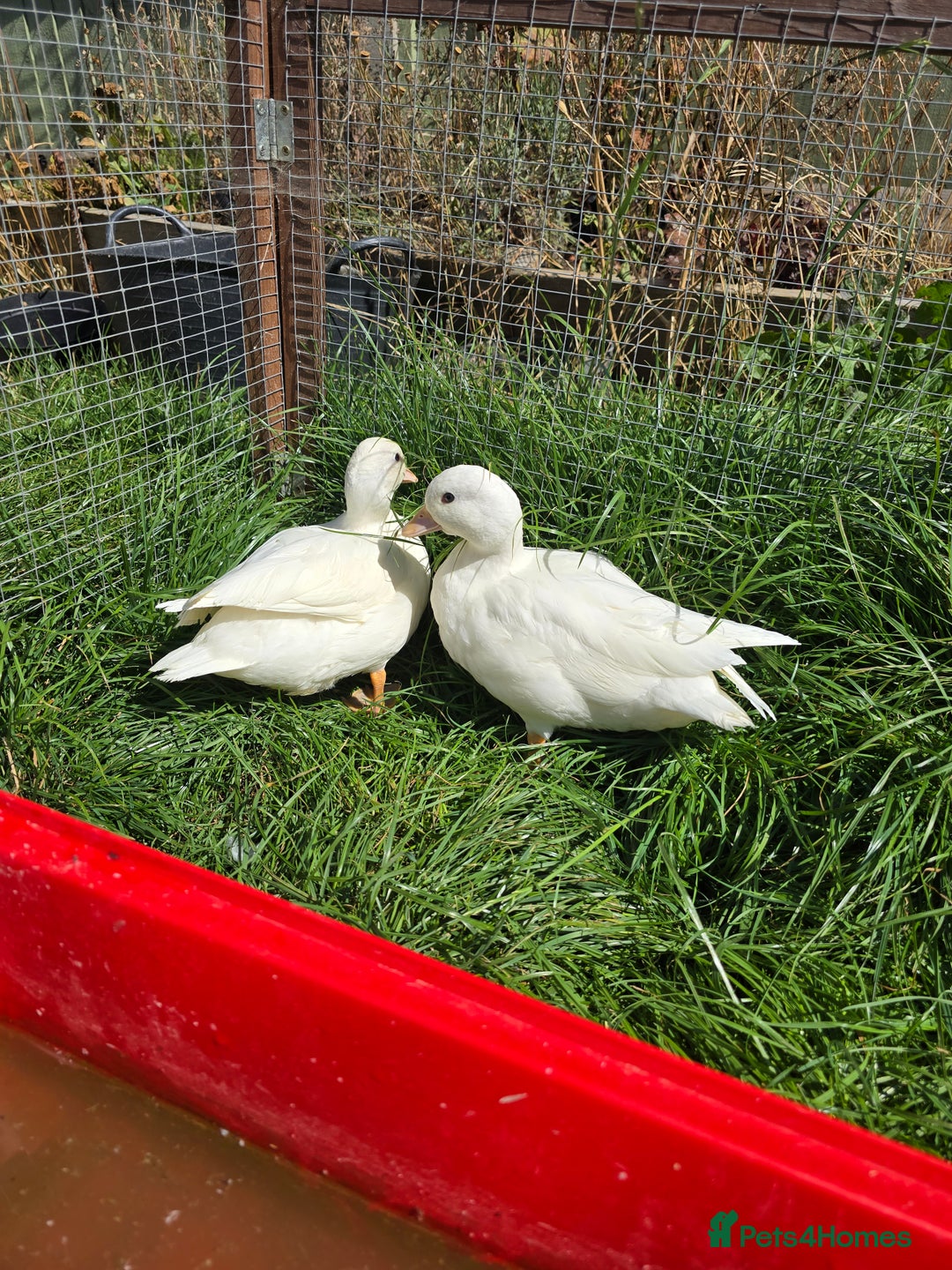 Ducks poultry for sale: White Call Duck Pair - Image 5
