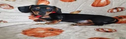 Miniature Dachshund dogs for sale: ADORABLE MINI DACHSHUNDS  - Advert 11