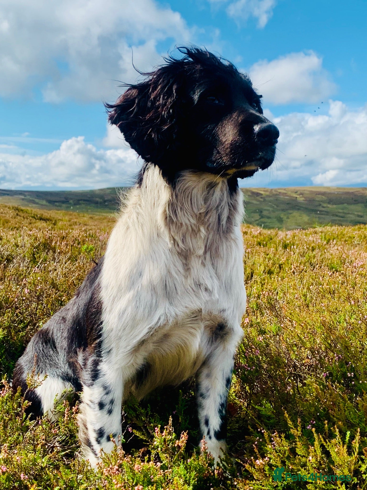 English Springer Spaniel dogs HEALTH TESTED FTCH bred springers for stud - Advert 4