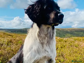 English Springer Spaniel dogs HEALTH TESTED FTCH bred springers for stud - Advert 4