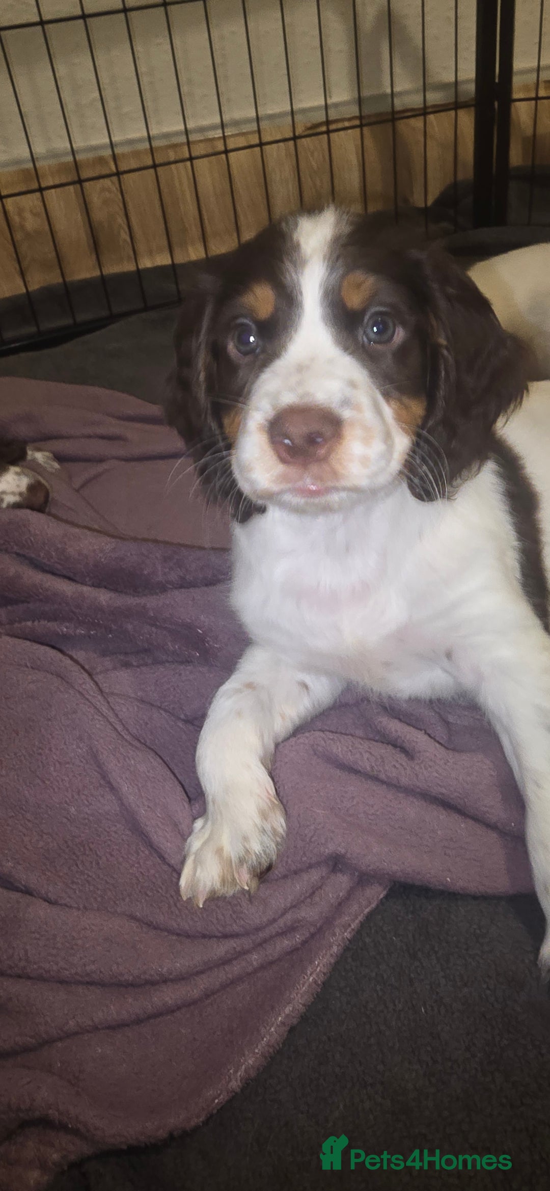 Sprocker dogs for sale: Home-Reared Sprocker Puppies  - Advert 11