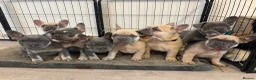 French Bulldog dogs for sale: KC French bulldog puppies - Advert 2