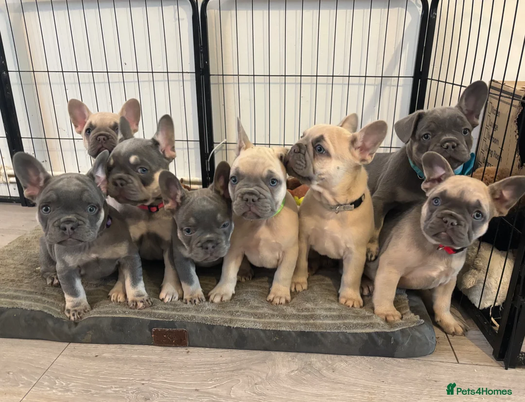 French Bulldog dogs for sale: KC French bulldog puppies - Advert 2