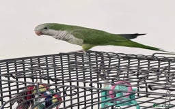 Parakeets birds for sale: Quaker parakeet  - Advert 1