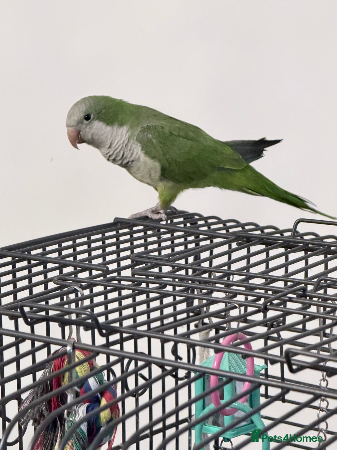 Parakeets birds for sale: Quaker parakeet  - Advert 1