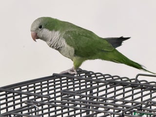 Parakeets birds Quaker parakeet - Advert 1