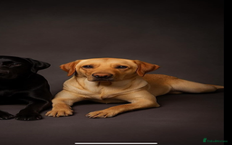 Labrador Retriever dogs for sale: Most beautiful litter of Labradors  - Image 3