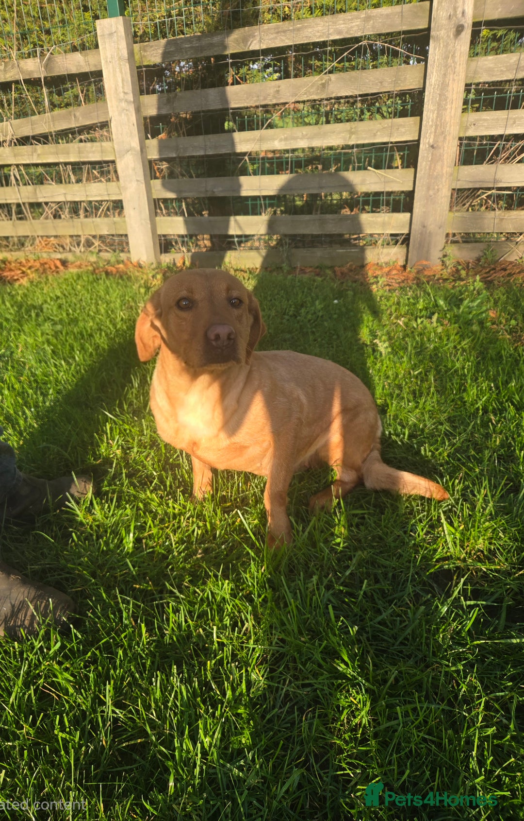 Labrador Retriever dogs for sale: 🧡 Retired gundog fox red labrador 🧡 - Advert 2