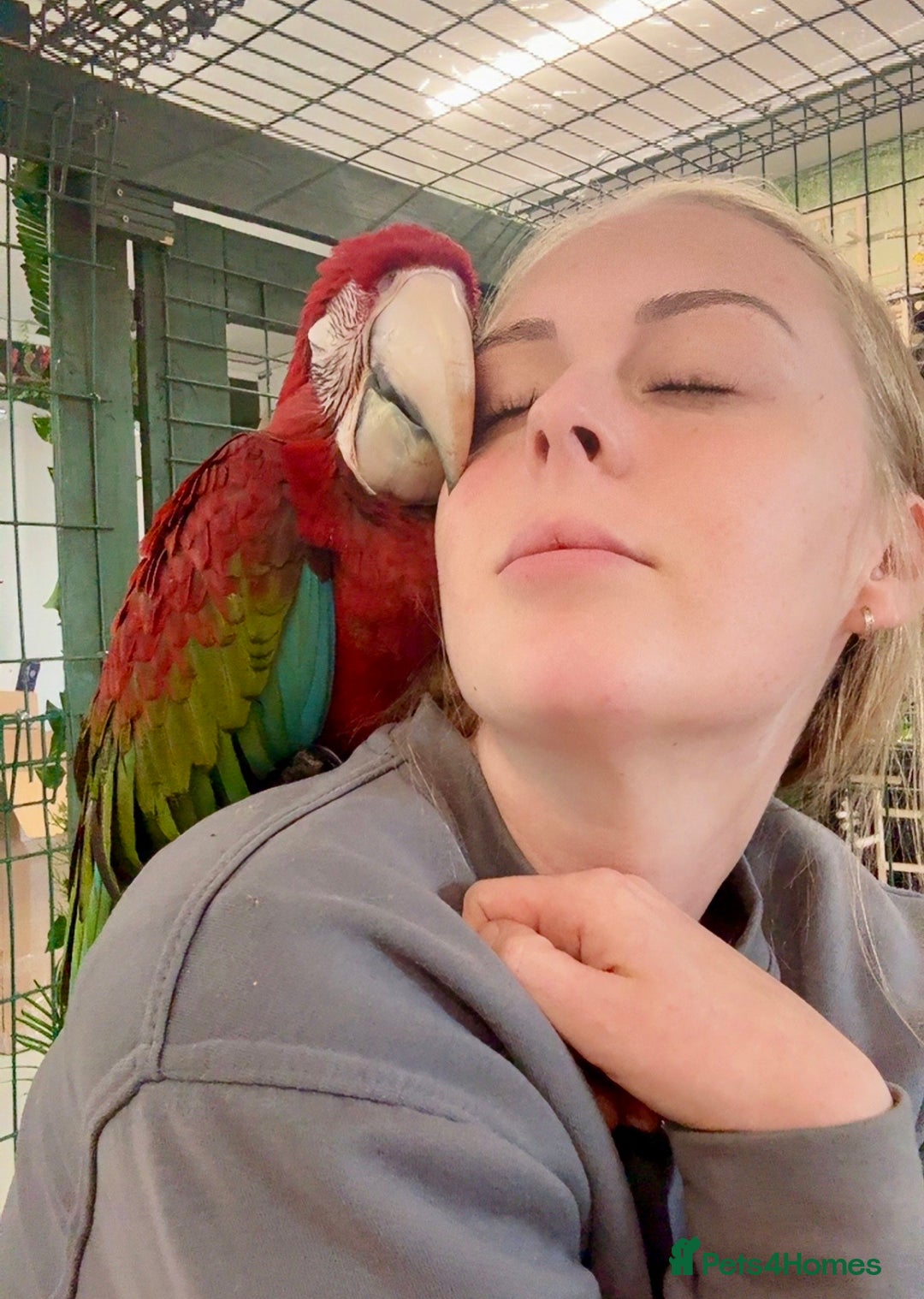Macaws birds for sale: Baby Green-wing macaws - Image 5