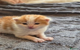 Scottish Fold cats for sale: Beautiful Scottish Folds - Image 5