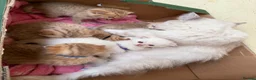 British Shorthair cats for sale: Adorable TICA British Shorthair kittens  - Advert 15