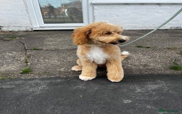 Goldendoodle dogs for sale:   ✨ Adorable 7-Month-Old Female Goldendoodle ✨ - Image 4