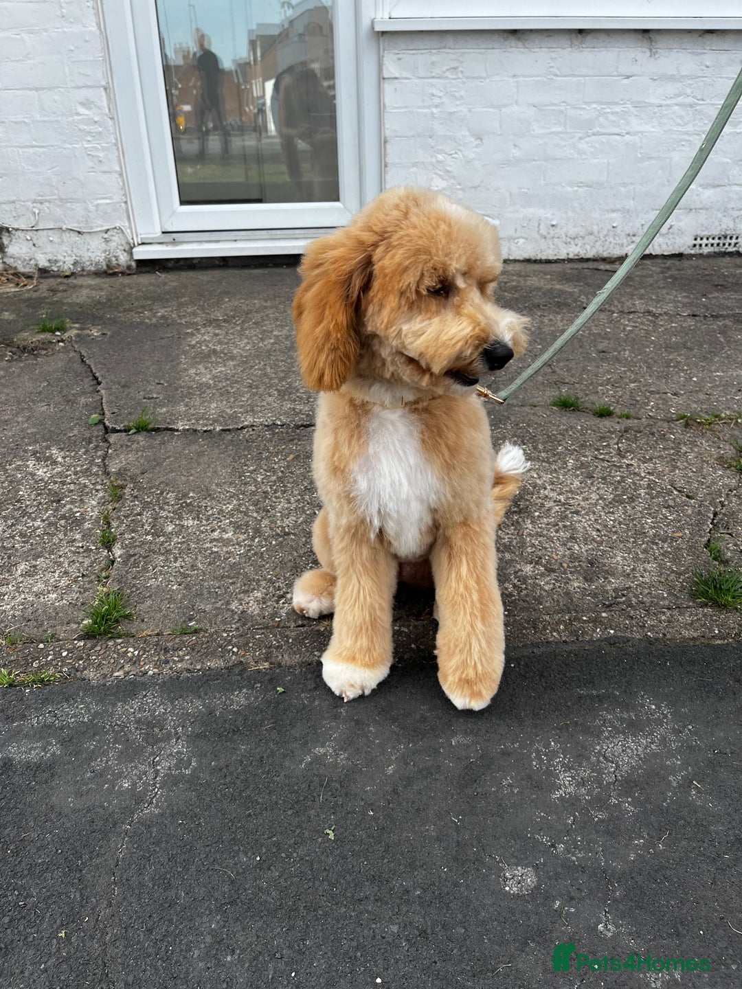 Goldendoodle dogs for sale:   ✨ Adorable 7-Month-Old Female Goldendoodle ✨ - Image 4