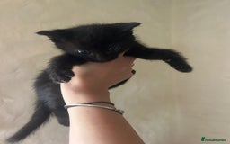 Mixed Breed cats for sale: Beautiful kittens - Image 7