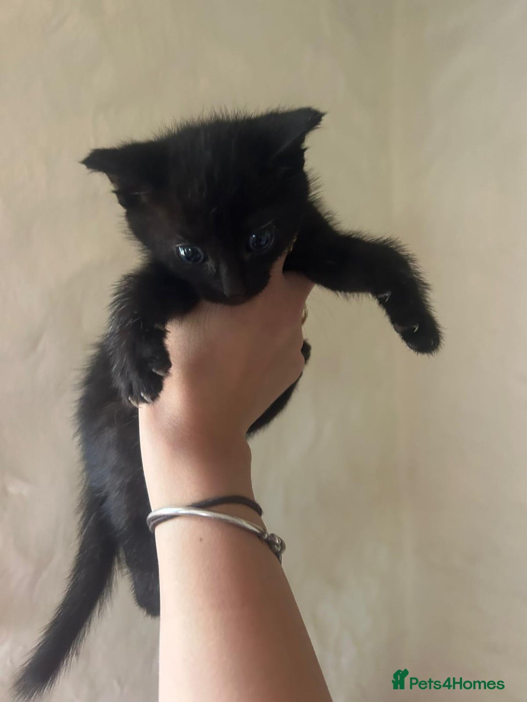Mixed Breed cats for sale: Beautiful kittens - Image 7