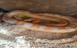 Corn Snake reptiles for sale: Corn snake and vivarium  - Advert 2