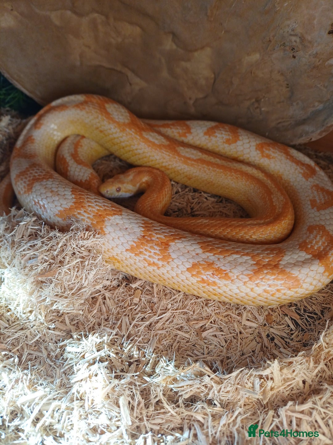 Corn Snake reptiles for sale: Corn snake and vivarium  - Advert 2