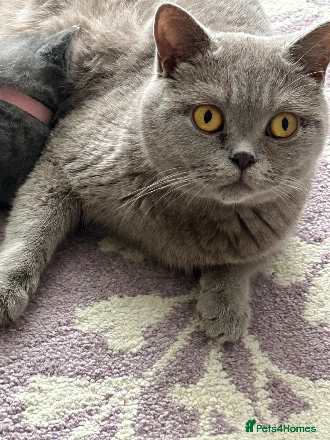 British Shorthair cats for sale: 3 Beautiful male British short haired kittens  - Advert 9