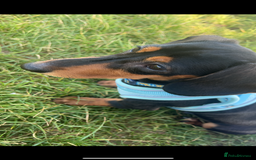 Dachshund dogs for sale: Biscuit dachshund  - Image 4