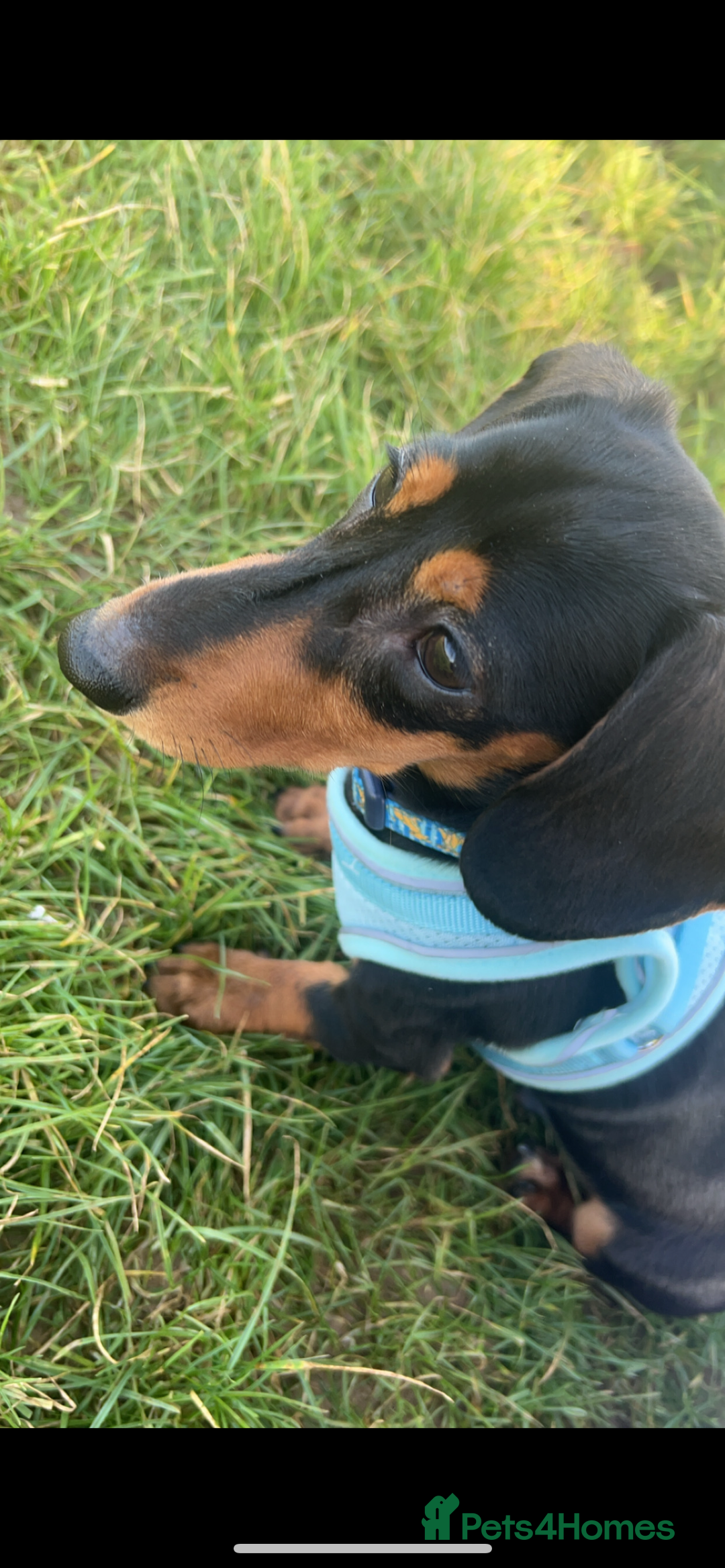 Dachshund dogs for sale: Biscuit dachshund  - Image 4