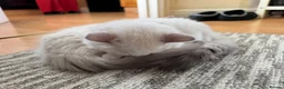 Ragdoll cats for sale: Last GCCF Registered Ragdoll Available  - Advert 12