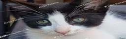Mixed Breed cats for sale: Beautiful female kitten . - Advert 4