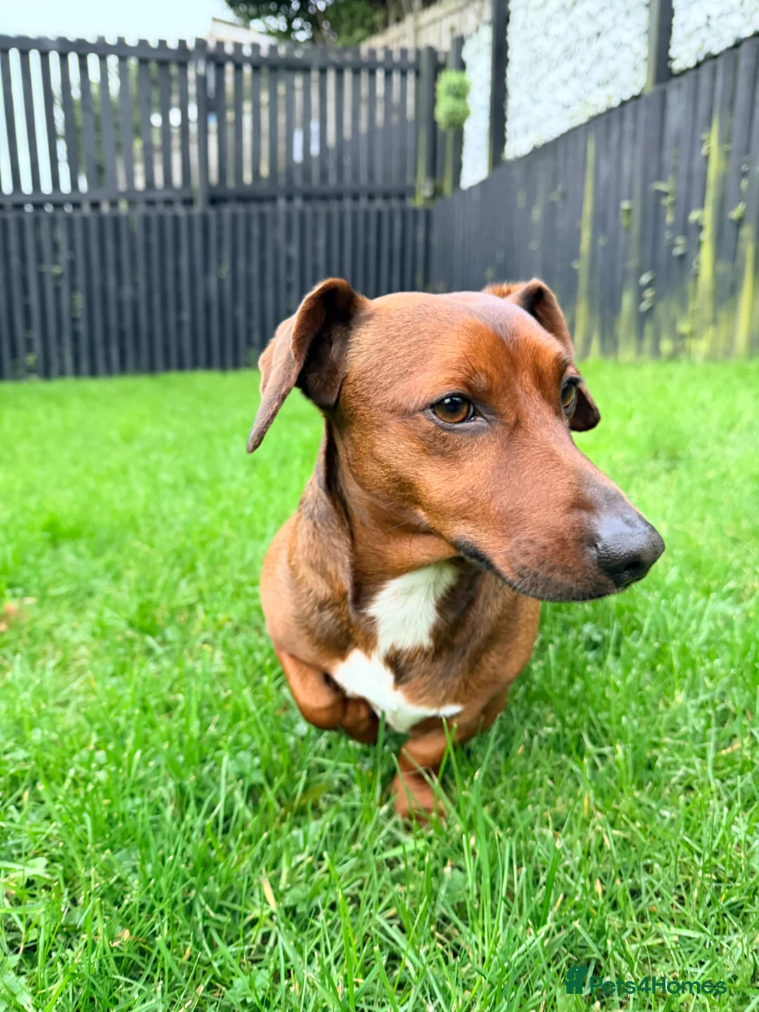 Jackshund dogs for sale: Dachshund x Jack Russell. Lovely little Dog - Advert 2