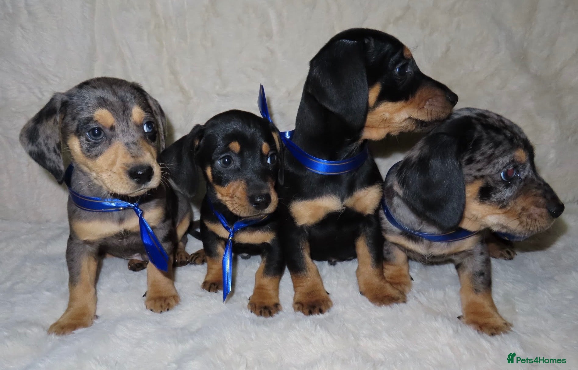 Dachshund dogs for sale: BEAUTIFUL DACHSHUND READY FOR FOREVER HOME!!! - Advert 2