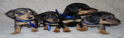 Dachshund dogs for sale: BEAUTIFUL DACHSHUND READY FOR FOREVER HOME!!! in Wolverhampton - Advert 2