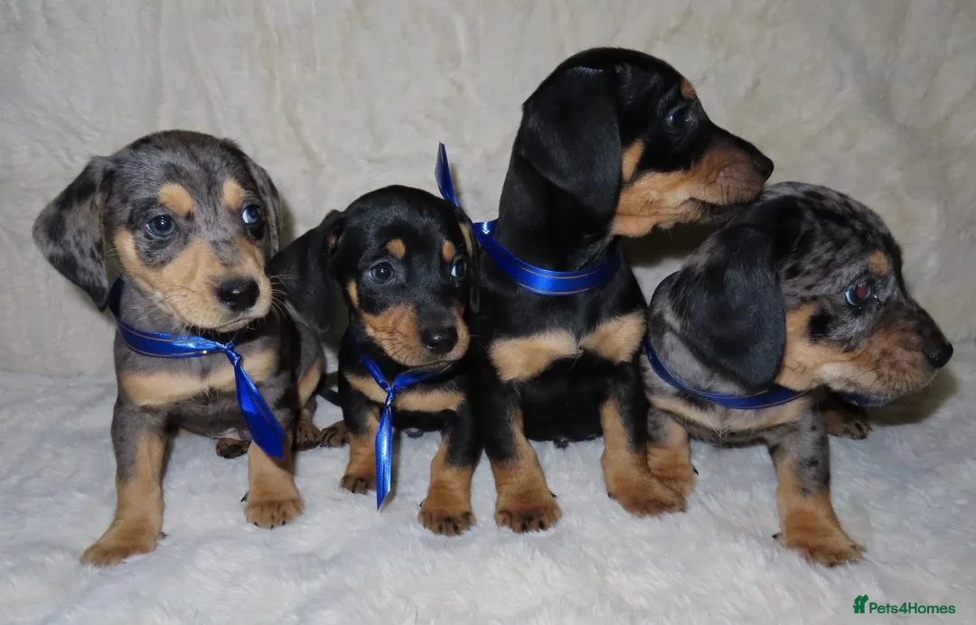 Dachshund dogs for sale: BEAUTIFUL DACHSHUND READY FOR FOREVER HOME!!! in Wolverhampton - Advert 2