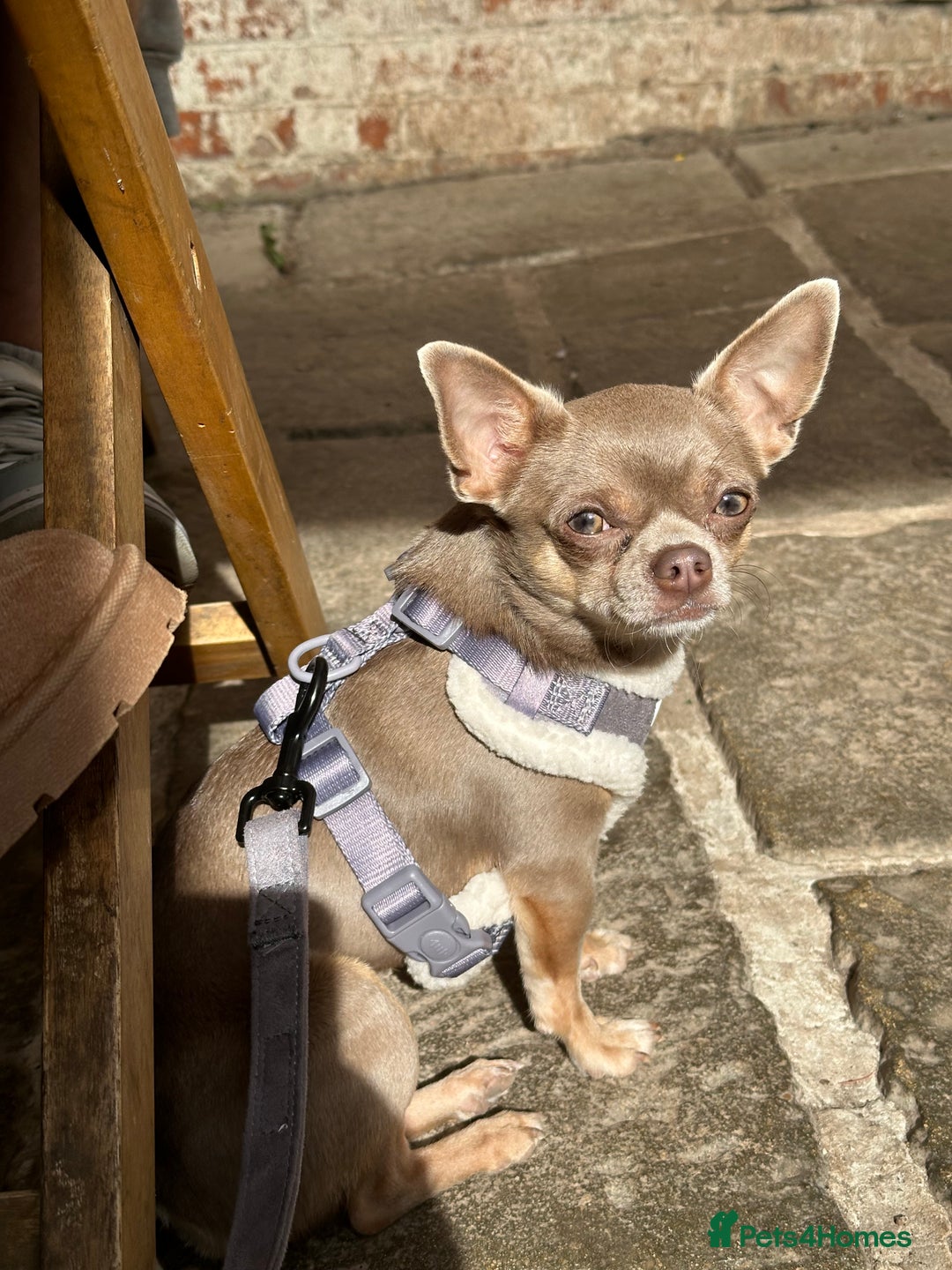 Chihuahua dogs for stud: KC registered male chihuahua for stud - Advert 5