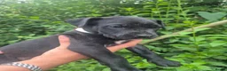 Presa Canario dogs for sale: Presa Canario Puppies ♥️  - Advert 22
