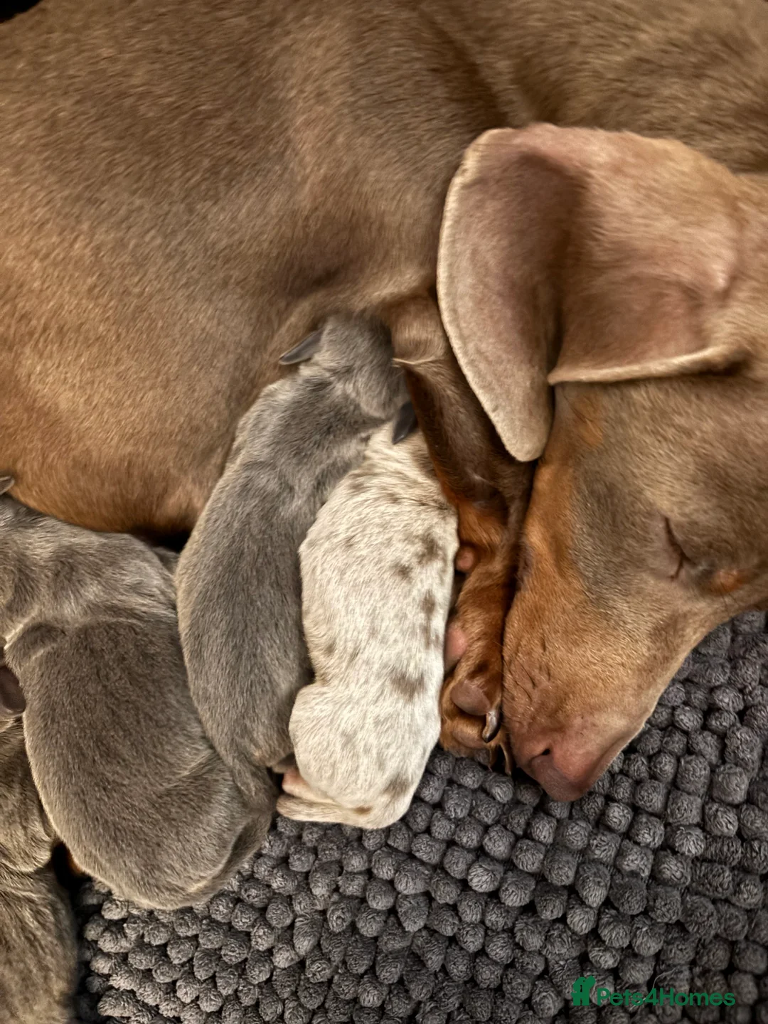 Miniature Dachshund dogs for sale: Stunning blue miniature dachshund puppies - Advert 2