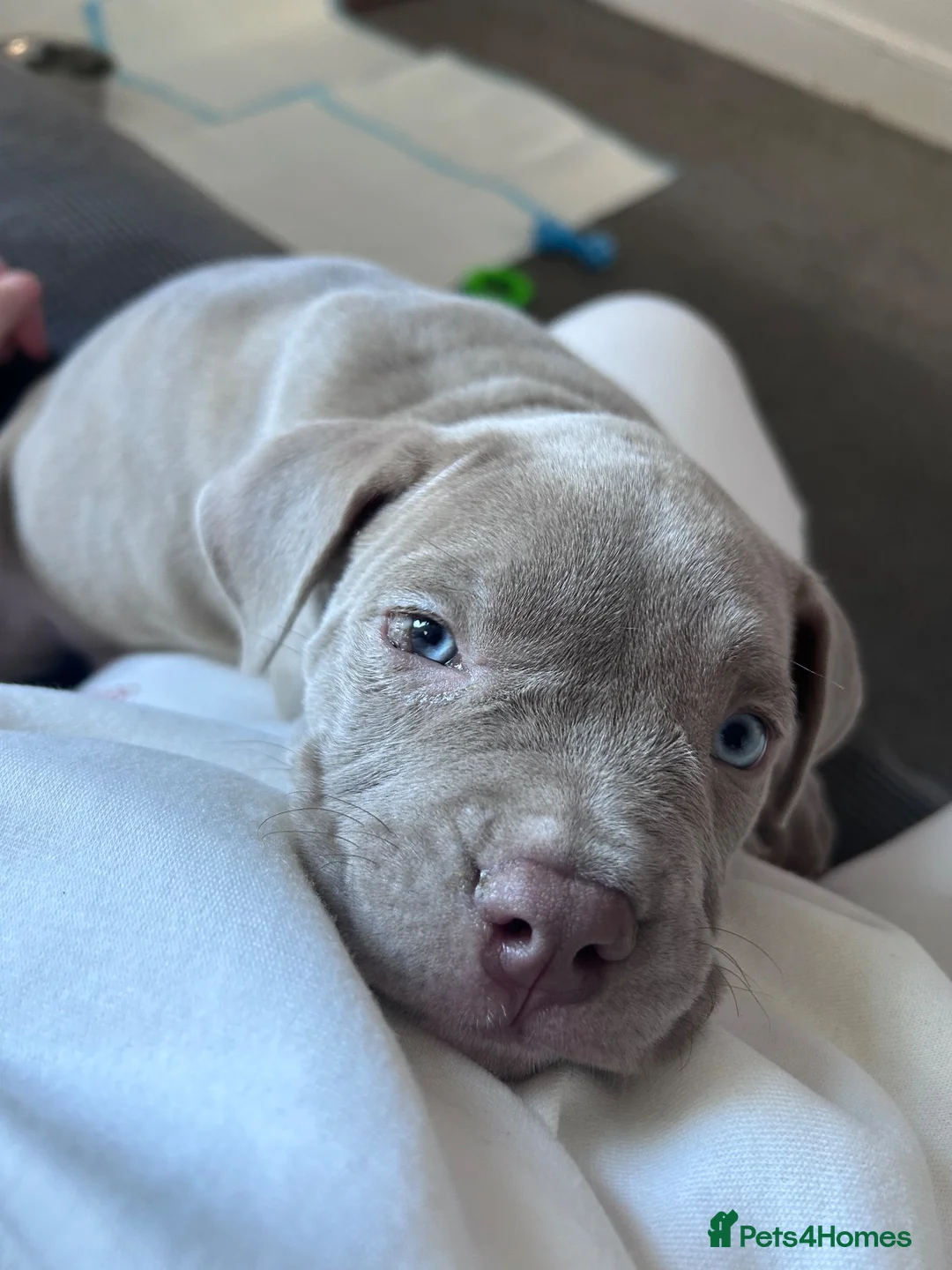 Mixed Breed dogs for sale: Male Cane Corso  in Burton-on-Trent - Advert 8