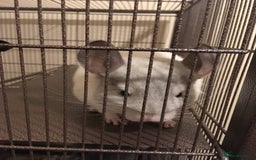Chinchilla rodents for sale: White gold-bar mosaic Chinchillas for sale (Rare) - Image 7
