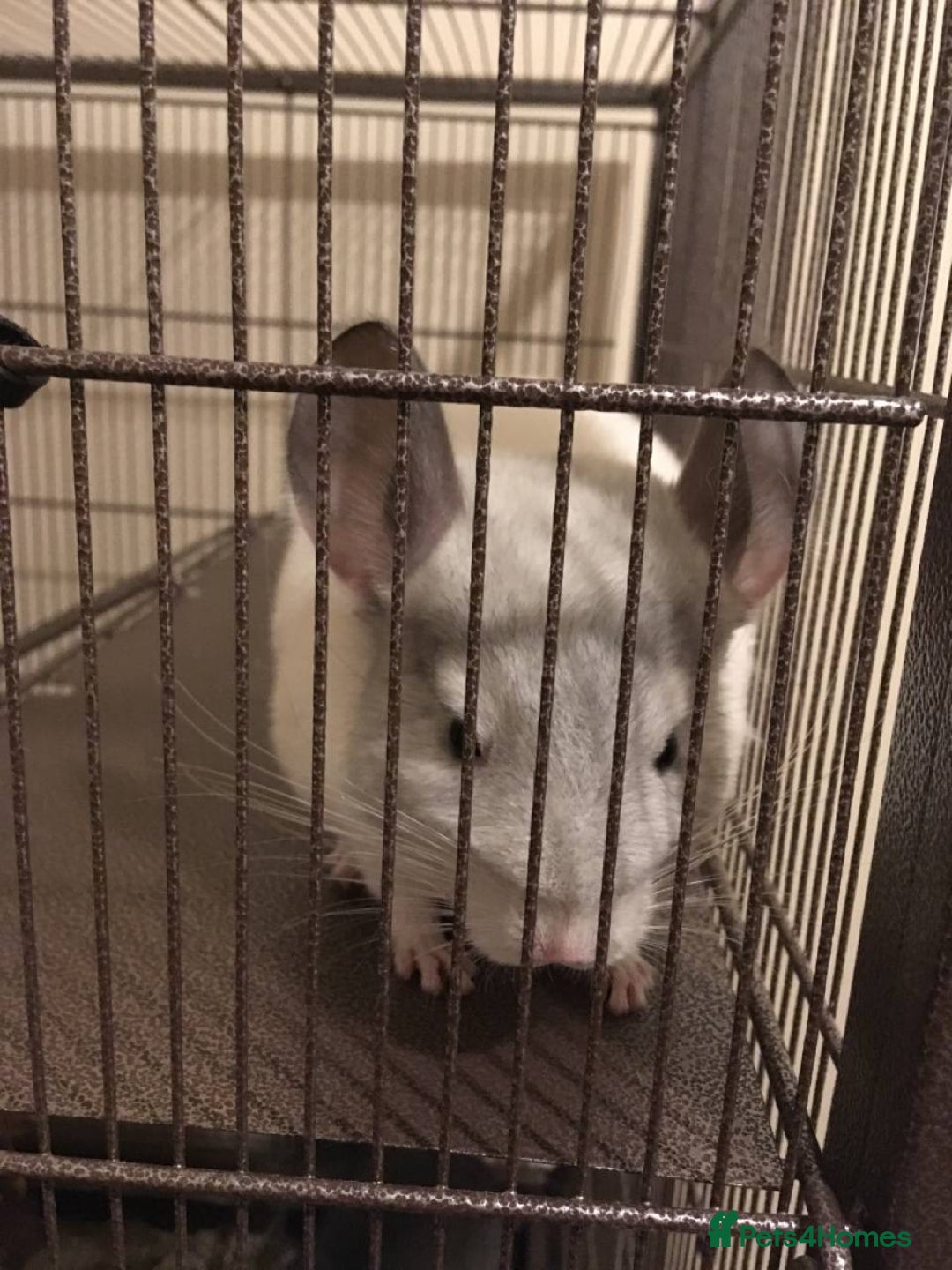 Chinchilla rodents for sale: White gold-bar mosaic Chinchillas for sale (Rare) - Image 7