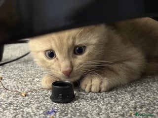 Bengal cats Male Ginger Bengal kitten Available - Advert 16