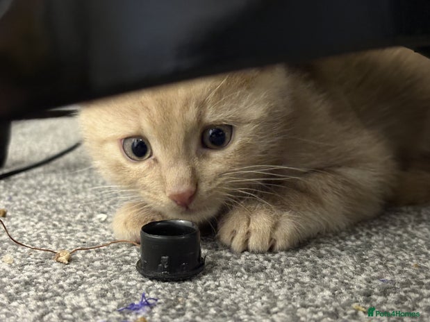 Bengal cats Male Ginger Bengal kitten Available - Advert 4