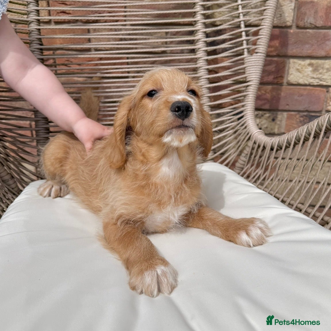 Mixed Breed dogs for sale: ⭐️⭐️Poogle Puppies (Beagle x Miniature Poodle)⭐️⭐️ - Advert 29