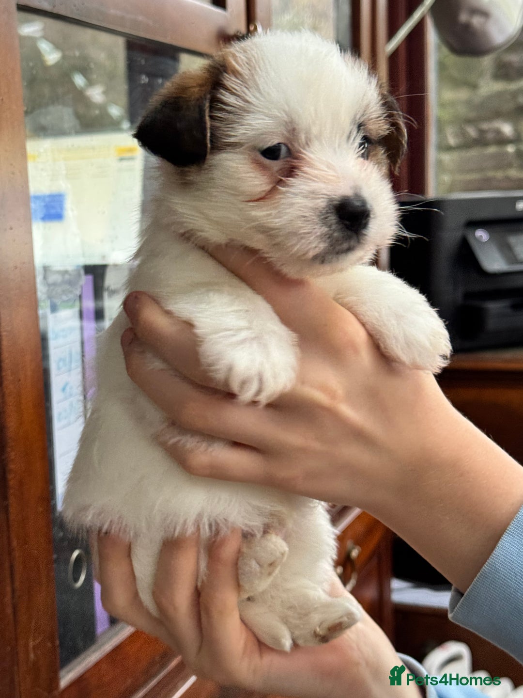 Jack Russell dogs for sale: KC registered rough coated JR pups - Advert 16