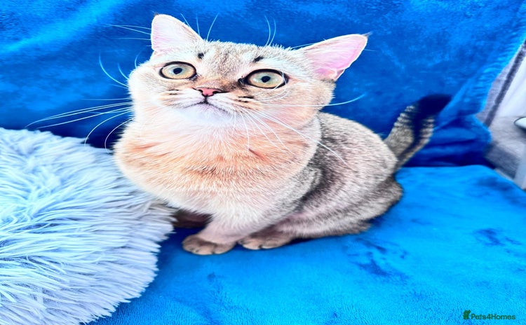 Scottish Fold cats - Advert 1
