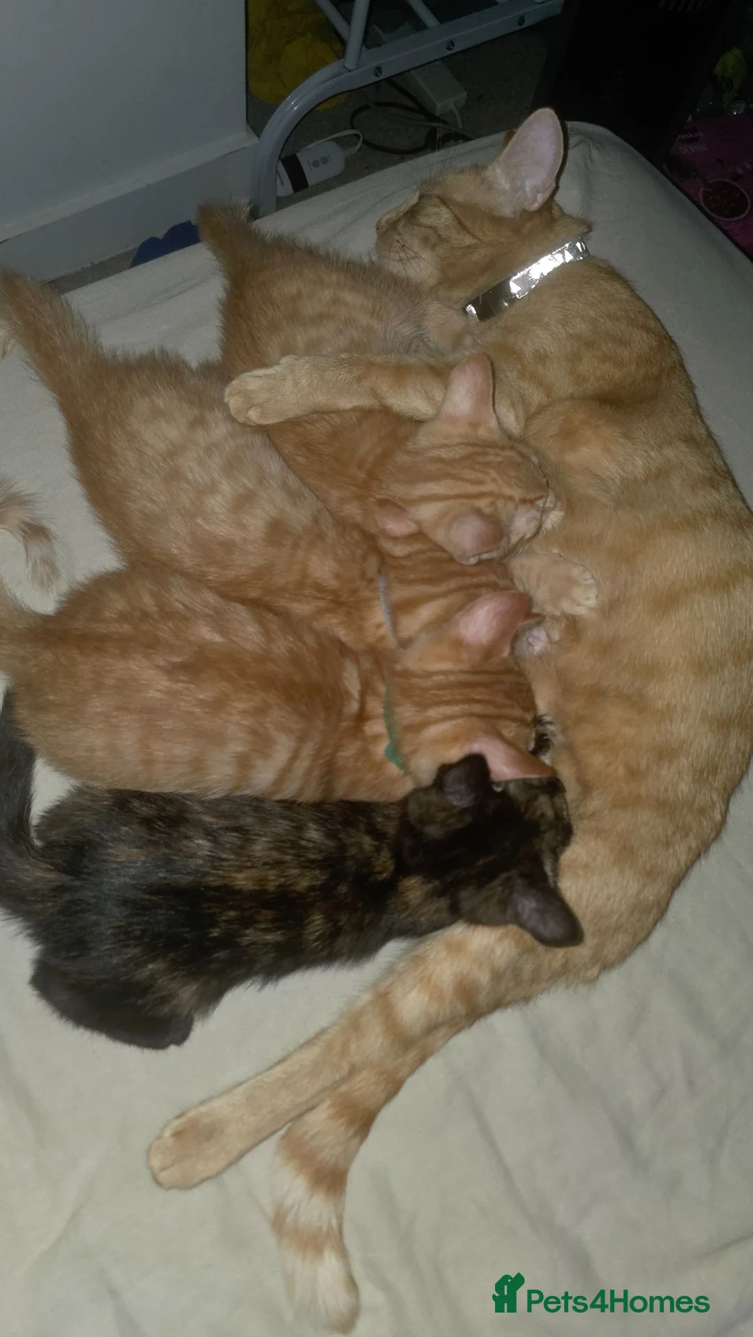 Mixed Breed cats for sale: KITTENS READY NOW  - Advert 2
